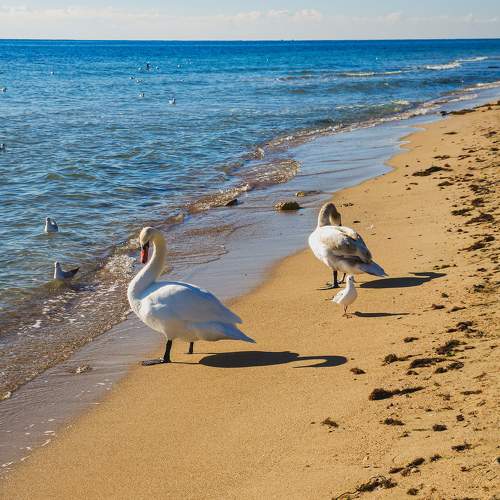 Photo #11517027