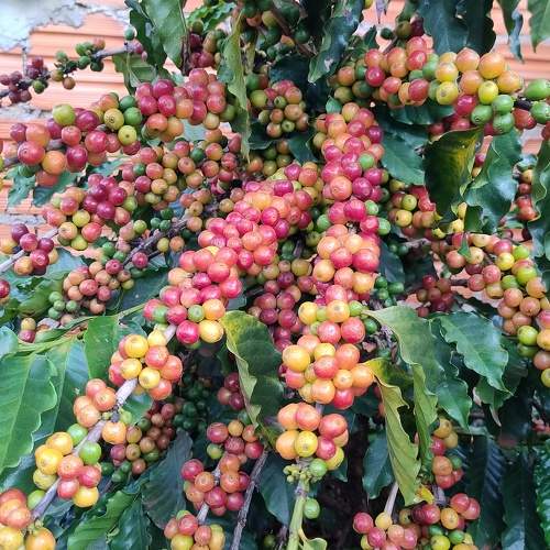 Photo #11517208
