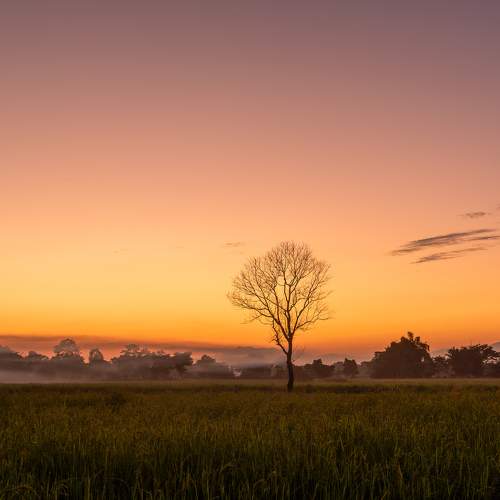 Photo #11517235