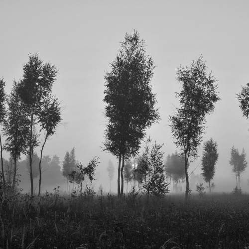 Photo #11517262