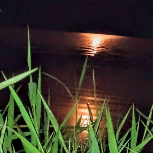 Photo #11517288