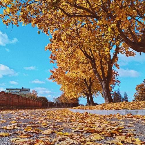 Photo #11517489