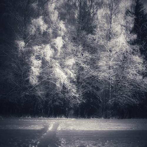 Photo #11518566
