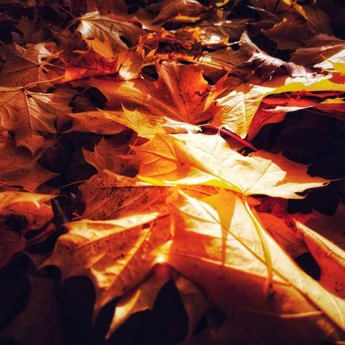 Photo #11519394