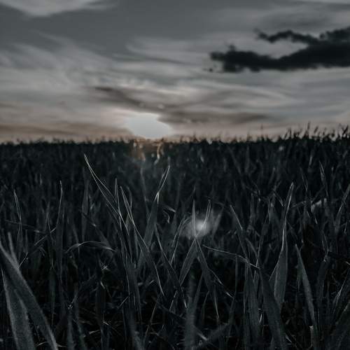 Photo #11519484