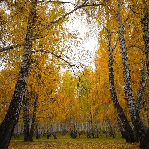 Photo #11521608