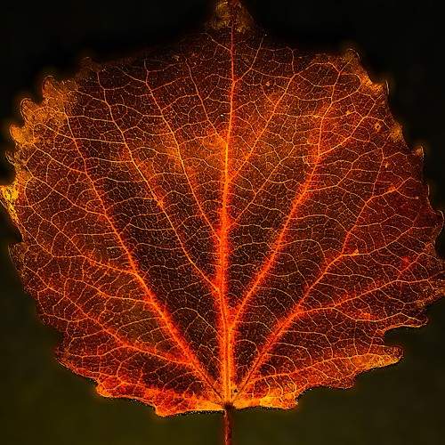Photo #11522317