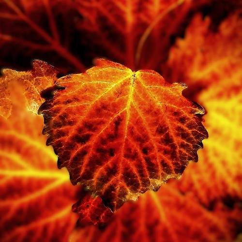 Photo #11522319