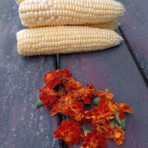 Photo #11522715
