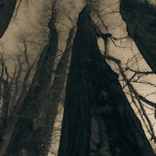 Photo #11522845