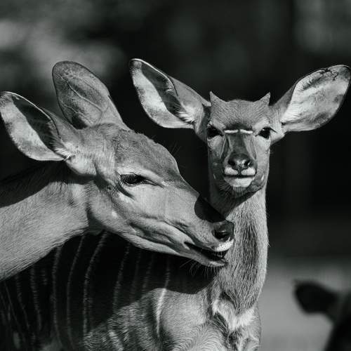 Photo #11522917