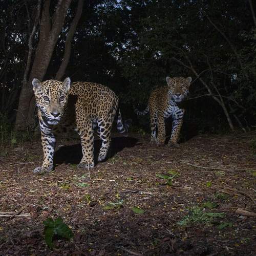 Photo #11522926