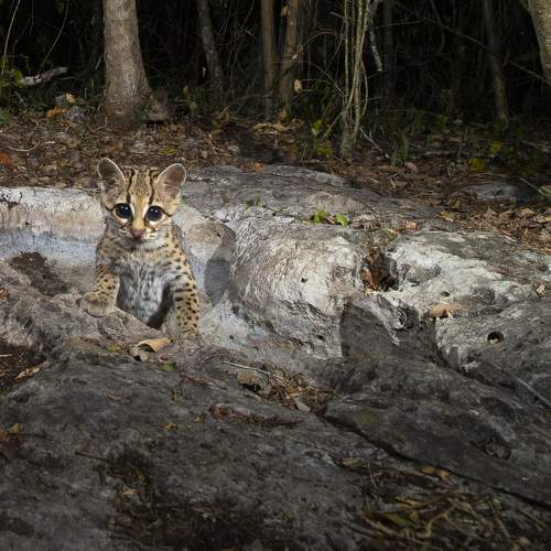 Photo #11522956