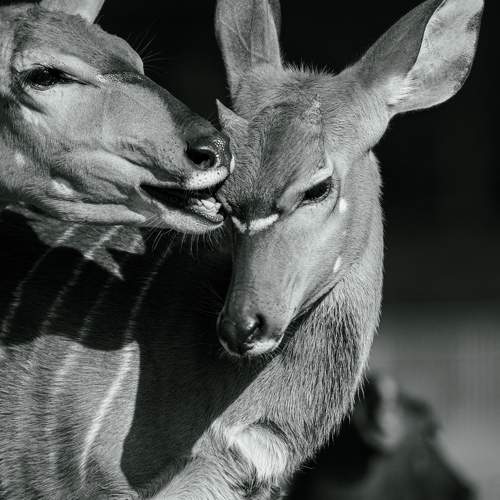 Photo #11524995