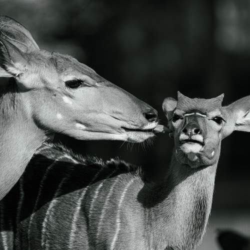 Photo #11525001