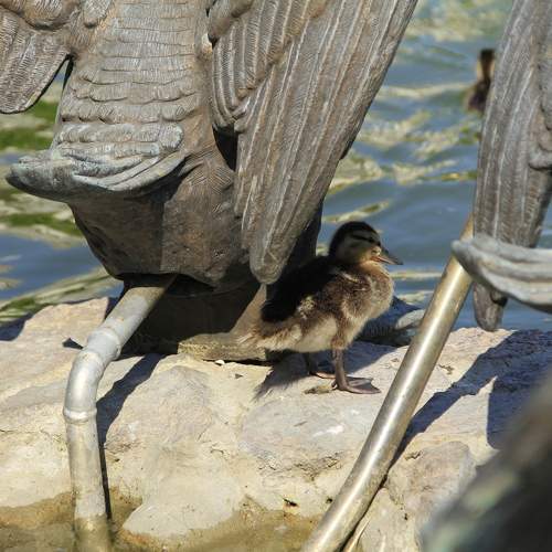 Photo #11525842