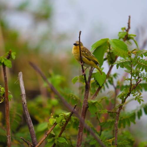 Photo #11526743