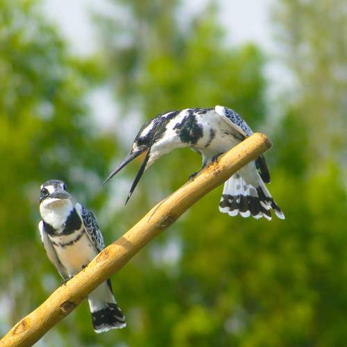 Birds of Lake Victoria