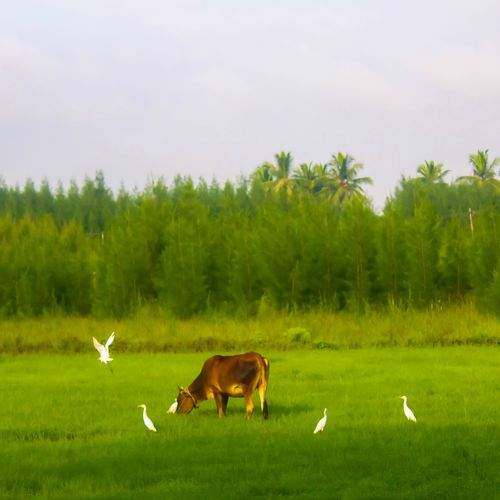 Photo #11527169