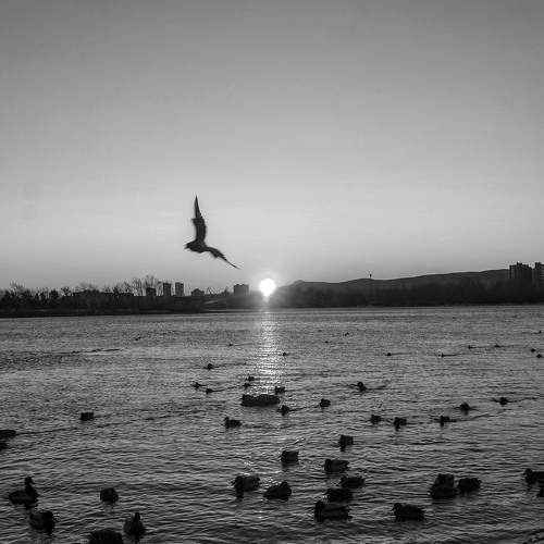 Photo #11527446