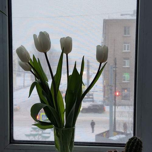 Photo #11527544