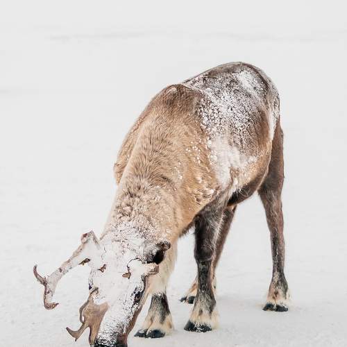 Photo #11527604