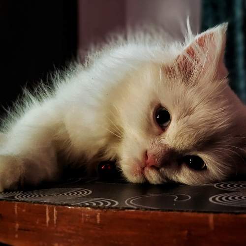 Photo #11527967