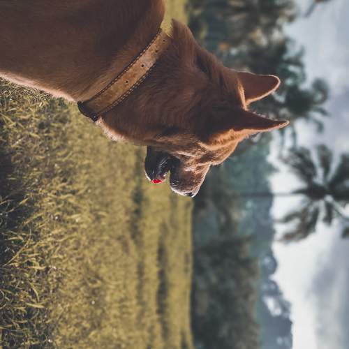 Farm Dog