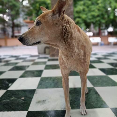 Photo #11528071