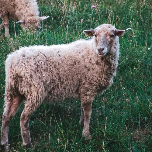 Photo #11528888