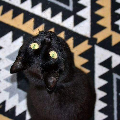 Photo #11529317