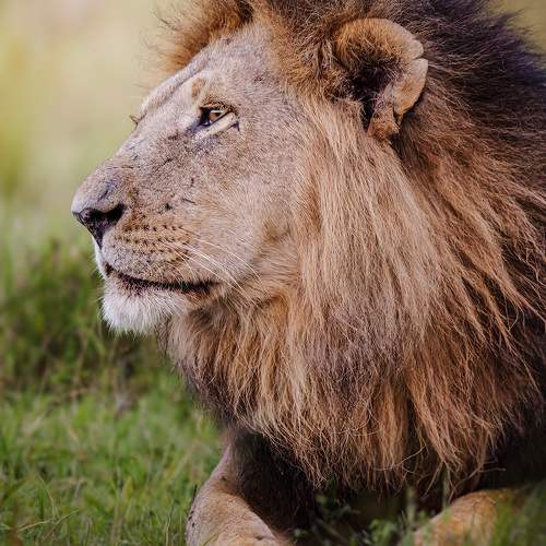 Lion's Contemplation