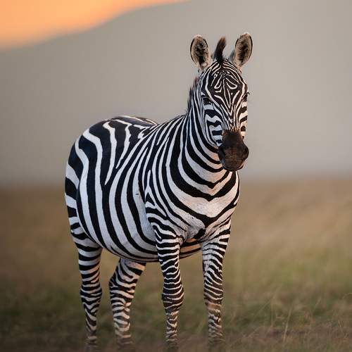 A Zebra in the Golden Hour