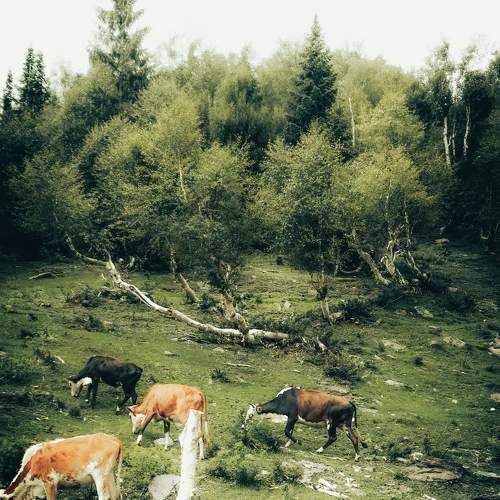 Photo #11530522