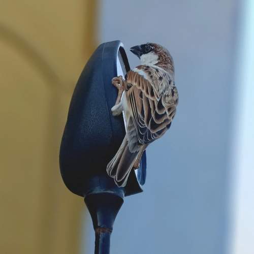 Photo #11530856