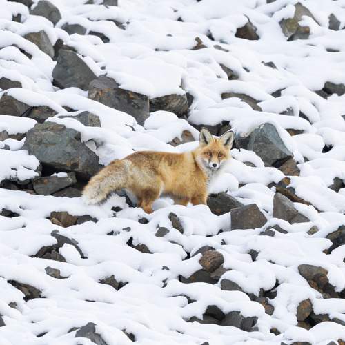 Photo #11531374