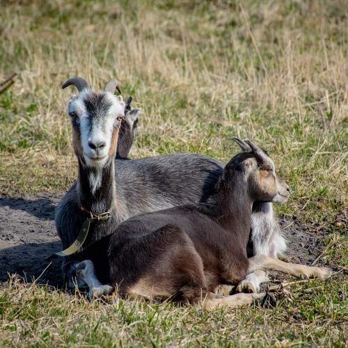 Photo #11531451