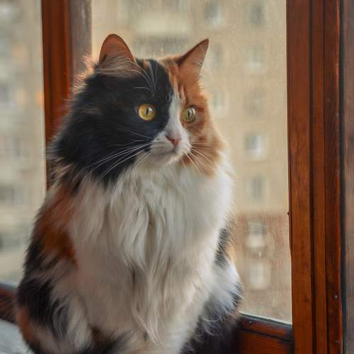 Photo #11531621