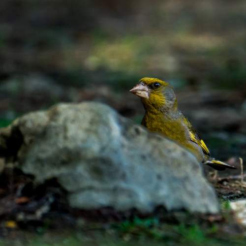 Memories from wildlife