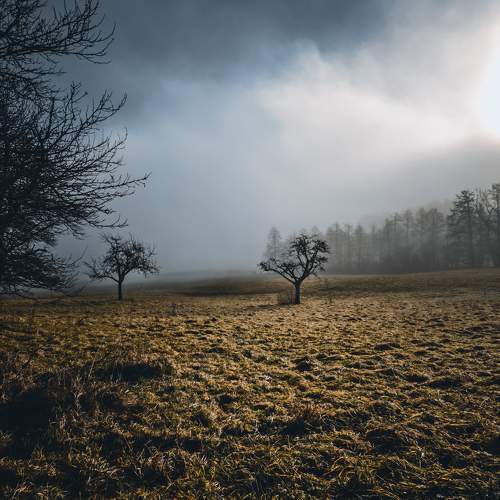 Photo #11533521