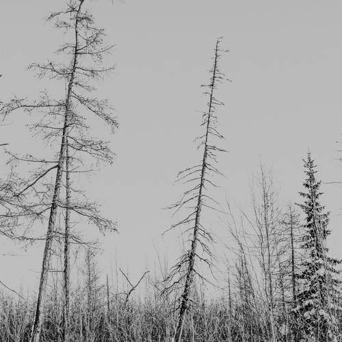 Photo #11533959