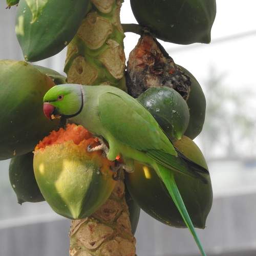 Photo #11534218