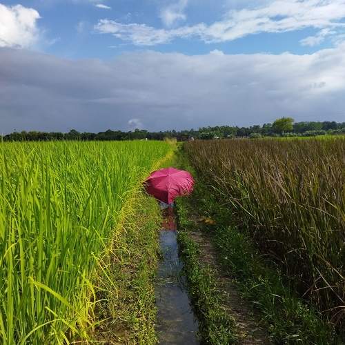 Photo #11536415
