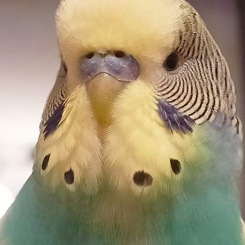 Photo #11537594