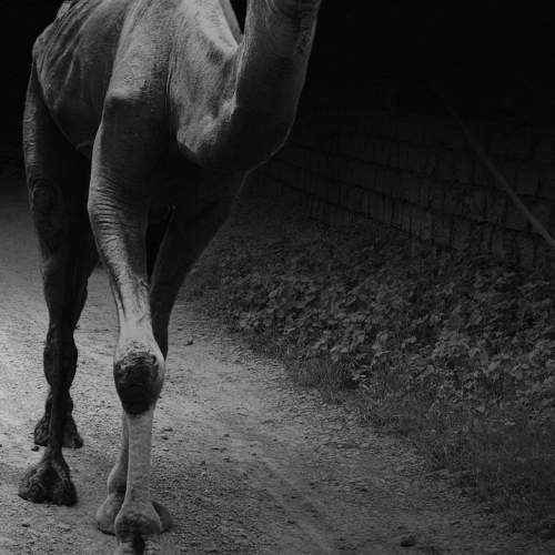 Camel