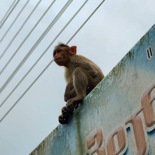 Photo #11540730