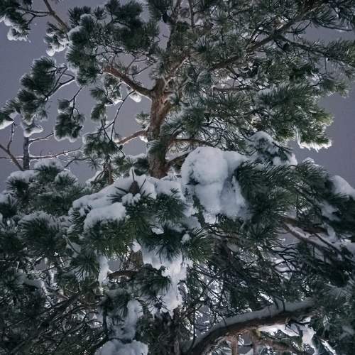 Photo #11540859