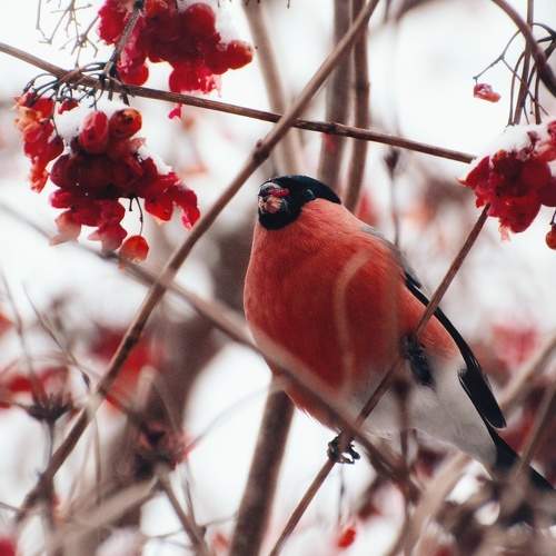 Bullfinch