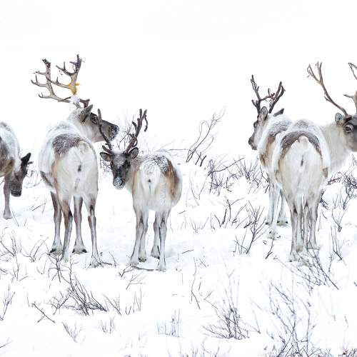 Photo #11542516