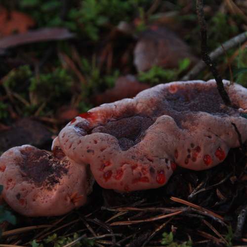 Photo #11544722